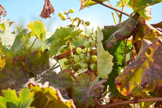 Vine leaves and unripe grapes on a sunny day