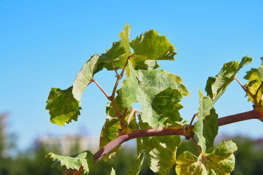 Vine leaves and unripe grapes on a sunny day
