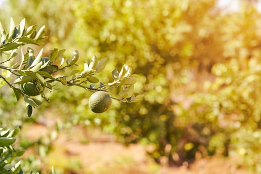 Unripe oranges on a tree branch on a sunny day