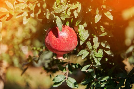 Organic pomegranate hanging on a tree branch on a sunny day