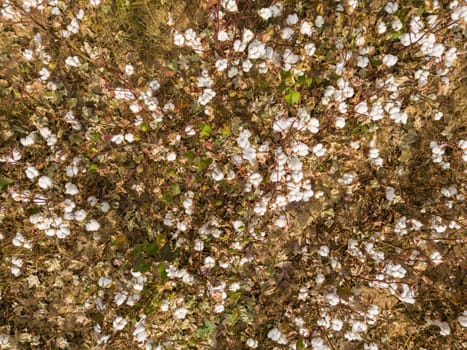 Cotton field ready for harvest on a cloudy day