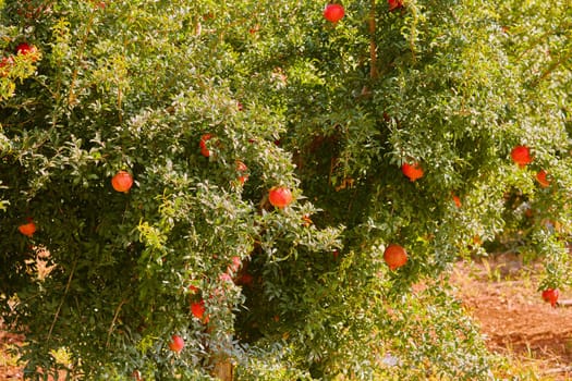 Organic pomegranate hanging on a tree branch on a sunny day