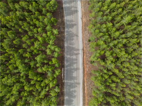 Top down view of road through forest at sunrise