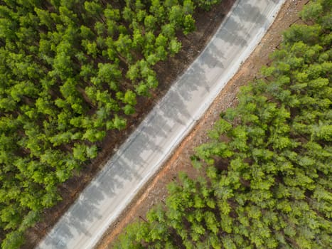 Top down view of road through forest at sunrise