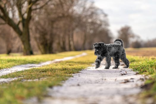 dog on a walk in nature. little black schnauzer. 