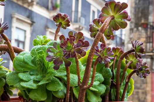 Many beautiful succulent plants on a rainy day.  