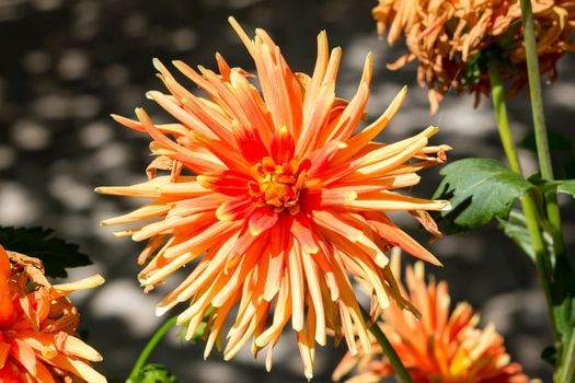 Dahlia flower. Beautiful colorful Dahlia flower close up.
