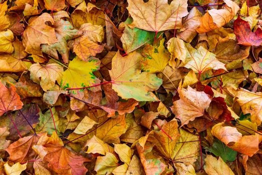 Colorful fallen autumn leaves. natural background.