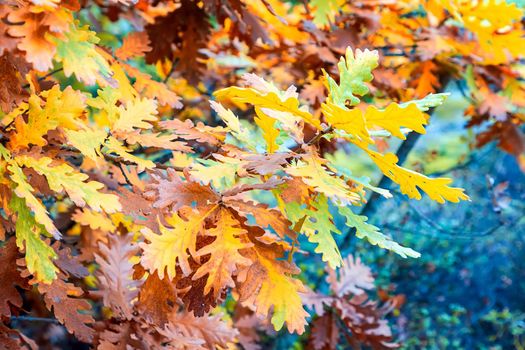 colorful autumn leaves on a tree branch. Nature background