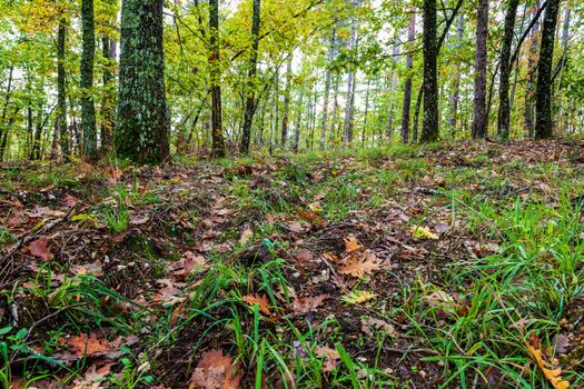 View inside of the ground and trees in a forest.