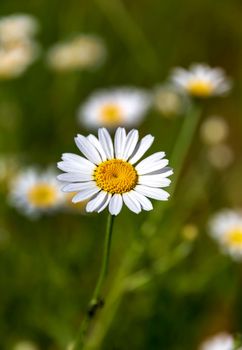 Daisy flower. Oxeye daisy, Leucanthemum vulgare, Daisies, Dox-eye, Common daisy. Gardening concept