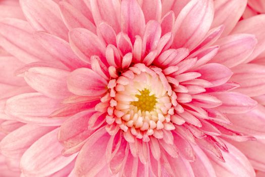 Gently colors of flower of aster Callistephus chinensis. Close up