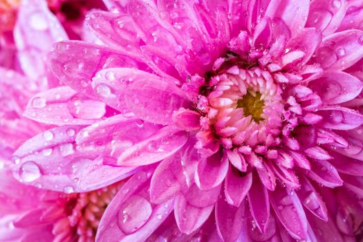 A close view of a beautiful pink flower with water drops.