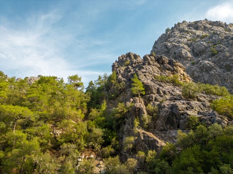 Pine tree forest on the hill located on the mountain slope