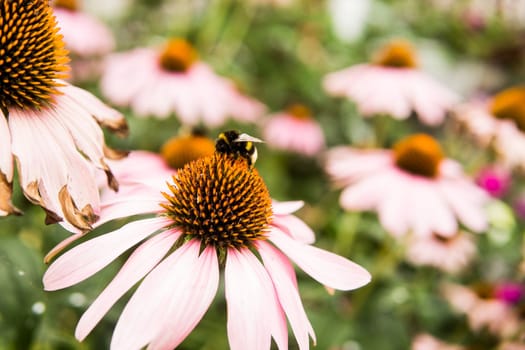 Beautiful daisies growing in the garden. Gardening concept, close-up. The flower is pollinated by a bumblebee