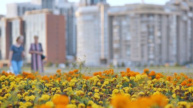 People stroll through the city among the flower beds