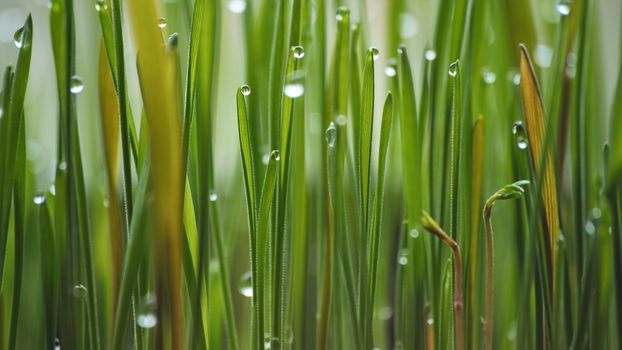 Young sprouts of grass with dew. Close-up view