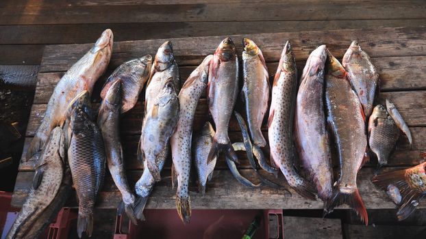 A variety of river fish from the Amur River on the fisherman's table