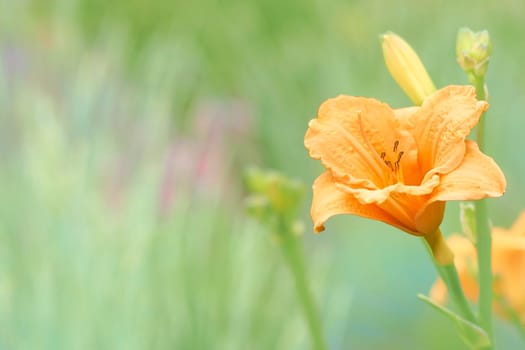 an Old World plant of the iris family, with sword-shaped leaves and spikes of brightly colored flowers, popular in gardens and as a cut flower.