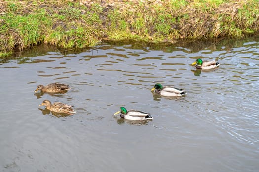 wild ducks in the river. High quality photo