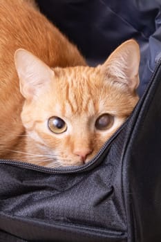 Red cat sitting in a travel bag close up