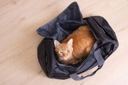 Red cat sitting in a travel bag close up