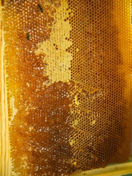 Beekeeper cuts off the wax from the honeycomb frame. Production of fresh honey and tool for extraction of honey