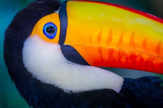 Cute Toco Toucan tropical bird in Brazilian Pantanal with blurred background, Brazil, South America