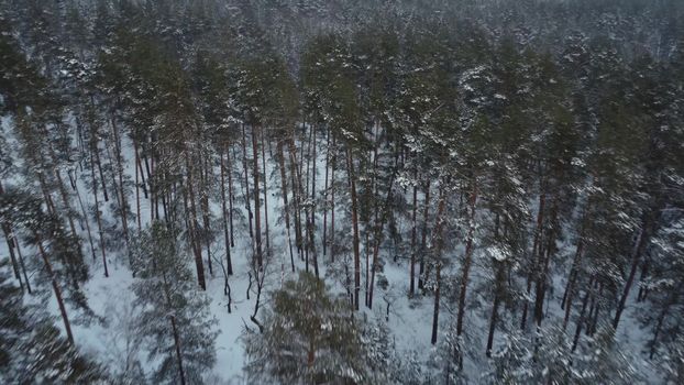 Tall firs in the winter forest. Snowy spruce forest. Drone view. 4k