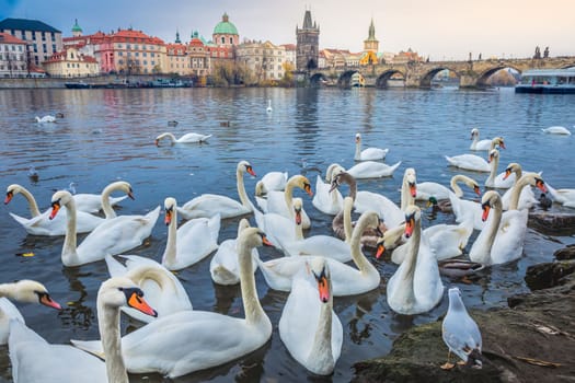 Group of Swans floating on Vltava river of Prague at dramatic dawn, Czech Republic