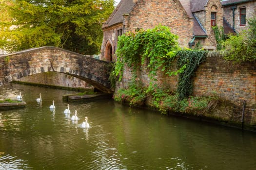 Flemish and ornate architecture of Bruges with canal and swans floating in a row, Flanders, Belgium