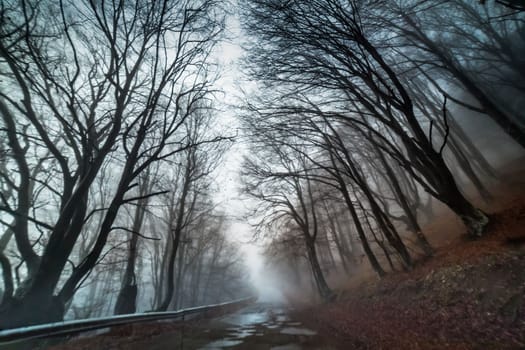 Spooky Road into Forest at autumn in Balkan Mountains near Shipka pass, Bulgaria