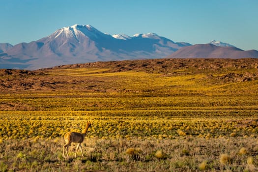 LLamas vicuna in Bolivia altiplano near Chilean atacama border, South America