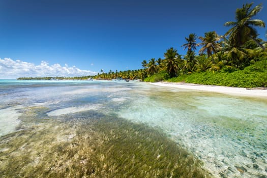 Tropical beach in caribbean sea, idyllic Saona island, Punta Cana, Dominican Republic