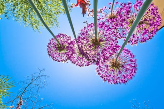 Flowering decorative onions in rays of sun. Blooming flowers of onion on bright sun and blue sky background