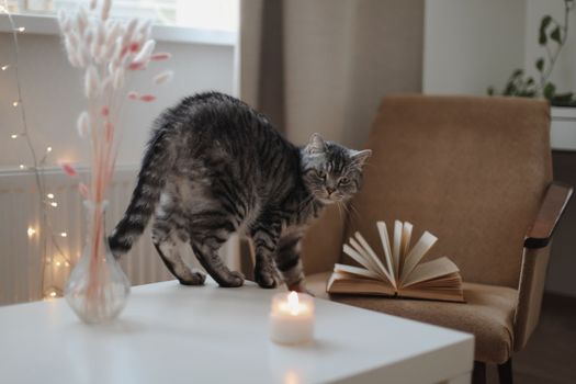 Cute cat Scottish straight with home decor. Still life details in home. Cozy home.