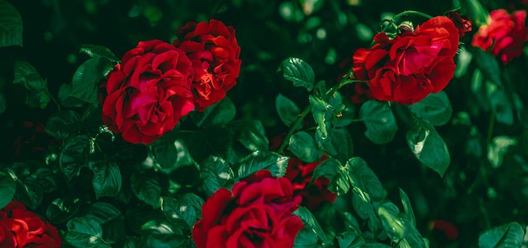 Red roses in beautiful flower garden as floral background.