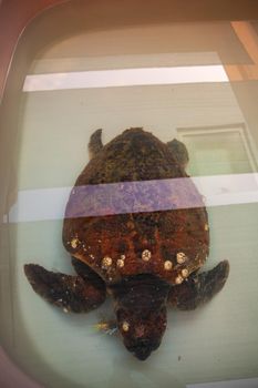 The loggerhead sea turtle that has swallowed plastic is being treated at the wildlife recovery center