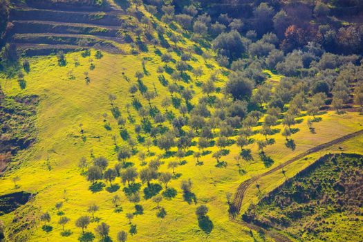 View of olive tree grove in the Leonforte countryside