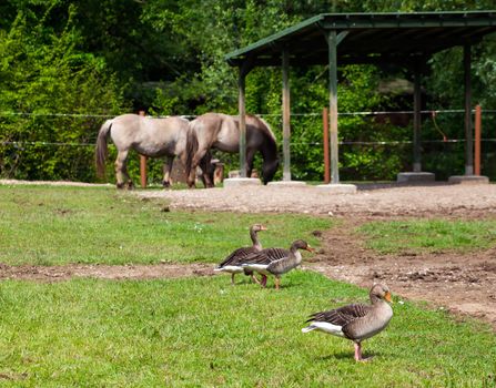 View of greylag goos and horses in the countryside