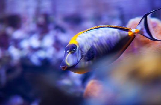 View of Naso lituratus in the aquarium