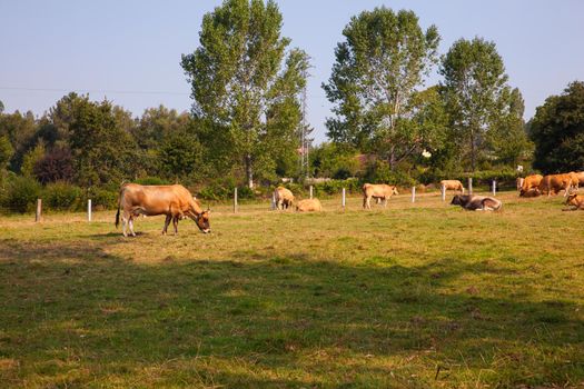 The cows grazing in the spanish countryside