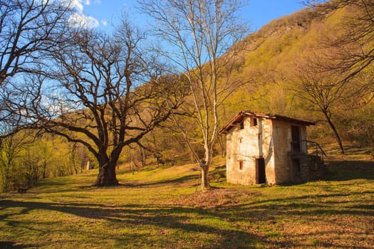 View of big oak in the field near Porlezza, Italy