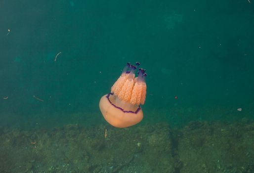 Jellyfish swimming underwater of Trieste sea