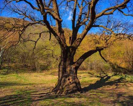 View of big oak in the field near Porlezza, Italy