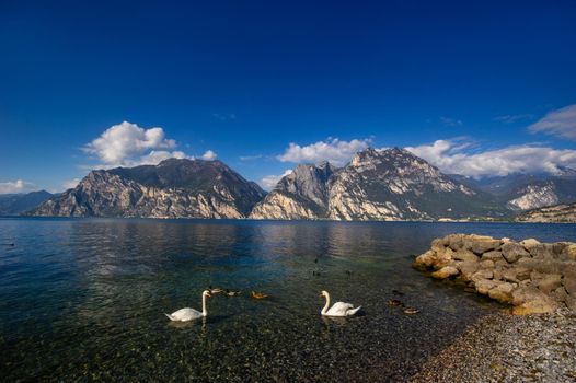 White swans on Lake Lago di Garda in alpine scenery. Italy.
