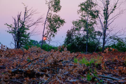 Dried leaves on the field at sunrise