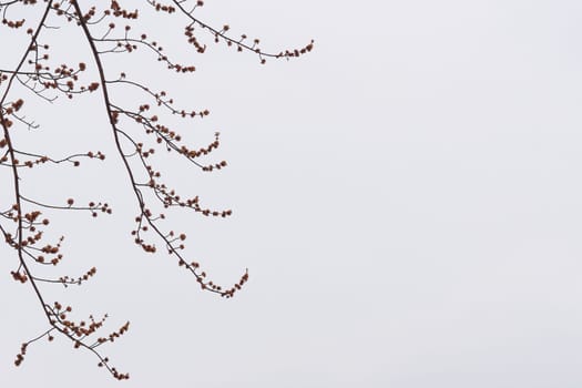 a part of a tree which grows out from the trunk or from a bough. Delicate branch of a flowering fruit tree on a gray background.