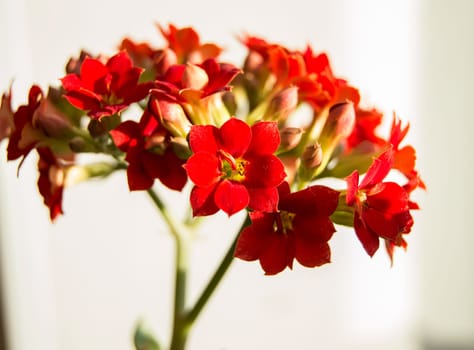 Kalanchoe red flowers, known as Kalanchoe laciniata houseplant.