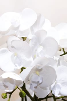 White archidea flowers close up